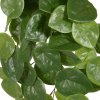 Pilea Peperomioides 30 211003 2 1