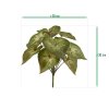 445303 Syngonium Podphyllum 28 size 1