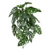 207003 Monstera Adansonii 30 01 2