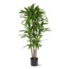 AnyConv.com 152813 Dreaceana Fragrans XL 130 01 66