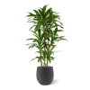 AnyConv.com 152813 Draceana Fragrans Kunstplant 130cm in F907
