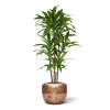 AnyConv.com 152813 Draceana Fragrans Kunstplant 130cm in 6OPSC33RG
