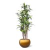 Kunstliche Draceana Fragrans Pflanze 210cm Baq 6MTLC50HB