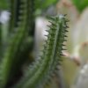 AnyConv.com 406202 euphorbia mini cactus boeket 20 close up 1 1 1