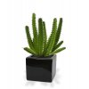 AnyConv.com 406202 euphorbia mini cactus boeket 20 kubis 7 zwart