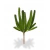 AnyConv.com 406202 euphorbia mini cactus boeket 20 2