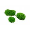 preserved lichen ball moss 26b