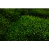 preserved provence moss green bulk box 26c