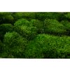preserved provence moss green bulk box 26a