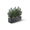 AnyConv.com Kunsthaag Buxus 50cm in F1089B 1