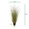 AnyConv.com 411810 Pennisetum grasplant 100 size