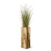 AnyConv.com 411810 Pennisetum grasplant 100 2 1