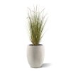 AnyConv.com 411810 Pennisetum grasplant 100 3 1