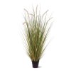 AnyConv.com 411810 Pennisetum grasplant 100 01