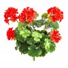 Umělá rostlina Pelargonie (39cm) červená - UV