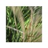Umělá rostlina Honey Grass (120cm) - UV  tráva