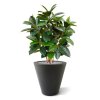 AnyConv.com elastica robusta kunstplant 90 cm groen 153709 3 3