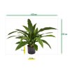 AnyConv.com Asplenium Antiquum Varen 60 443806 6