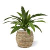 AnyConv.com Asplenium Antiquum Varen 60 443806 5