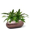 AnyConv.com Asplenium Antiquum Varen 60 443806 2