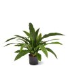 AnyConv.com Asplenium Antiquum Varen 60 443806 1