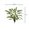 AnyConv.com 152207 Calathea 75 groen size