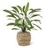 AnyConv.com 152207 Calathea 75 groen 5