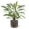 AnyConv.com 152207 Calathea 75 groen 4