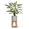AnyConv.com 152207 Calathea 75 groen 3