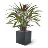 AnyConv.com Calathea Red 80 152108 5