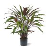 AnyConv.com Calathea Red 80 152108 1