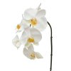 AnyConv.com 510050 phalaenopsis tak x6 55 creme close 6