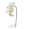 AnyConv.com 510050 phalaenopsis tak x6 55 creme 1 4