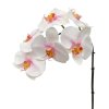 AnyConv.com 510051 phalaenopsis tak x6 55 roze close 6