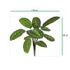 AnyConv.com 403005 Calathea Roseopicta 50 size 2