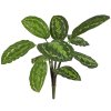 AnyConv.com 403005 Calathea Rosea picta 50cm 3