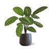 AnyConv.com Calathea Roseopicta 2 2