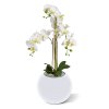AnyConv.com Phalaenopsis x3 in pot 443207 3 3