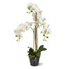 AnyConv.com Phalaenopsis x3 in pot 443207 1 4