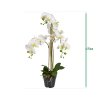 AnyConv.com Phalaenopsis x3 in pot 443207 6 3