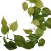 AnyConv.com Philodendron Micans RT guirlande 180 303418 3 2