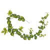 AnyConv.com 303718 Philodendron Scandens Brasil 180 v2 1