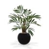 AnyConv.com 184406 chamadorea palm 65 darwin small 25 shiny black 3