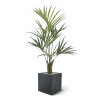 AnyConv.com Kentia Kunstpalm Deluxe 135 cm 175012 5 2