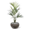 AnyConv.com Kentia Kunstpalm Deluxe 135 cm 175012 3 2