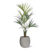 AnyConv.com 175012 Kentia Kunstpalm 120cm 6PSC463RG 2