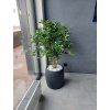 Ficus Orient Buxifolia
