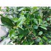 Ficus Orient Buxifolia list