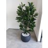 Ficus Cyathistipula 4