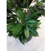 Ficus Cyathistipula list
